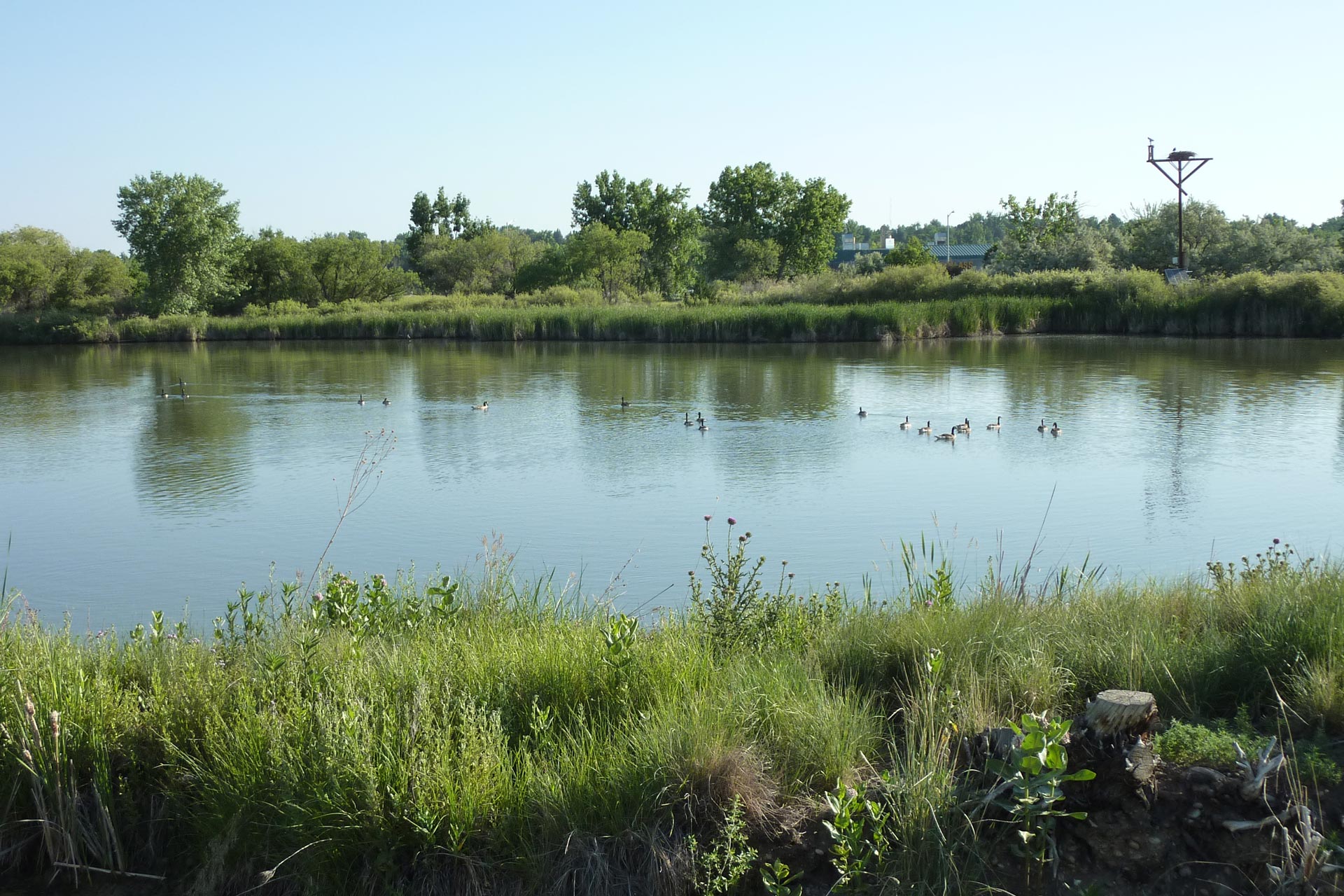 Cattail Pond at Boulder County Fairgrounds