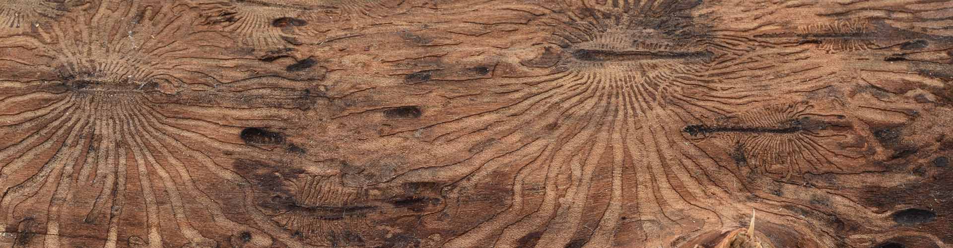 Photo of lines in wood created by bark beetles