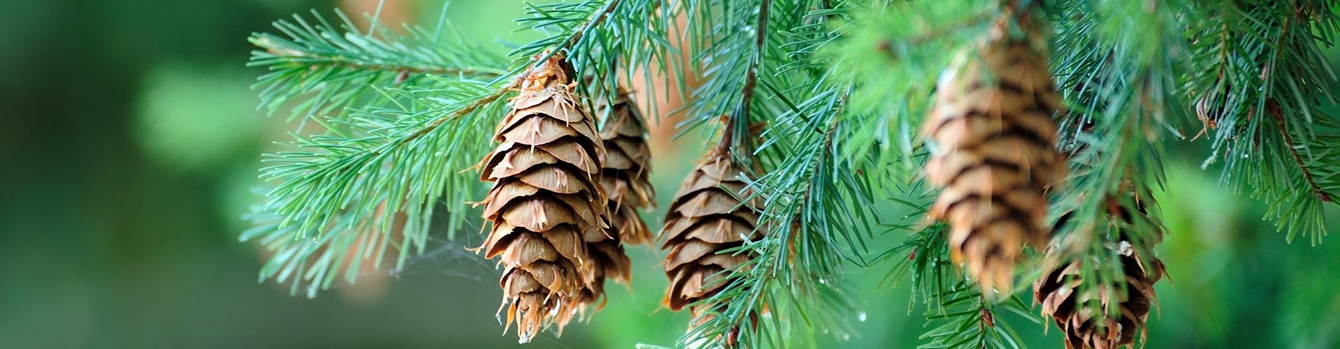 Pine branch with pine cones