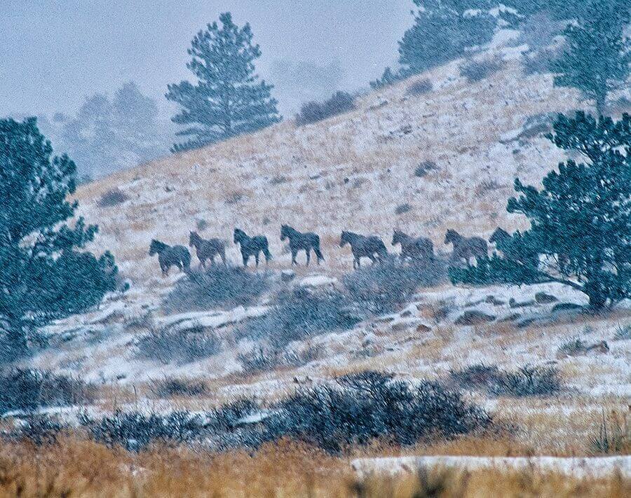 Horses Waling in Snow by Robert Castellano