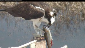 Osprey Eating Fish