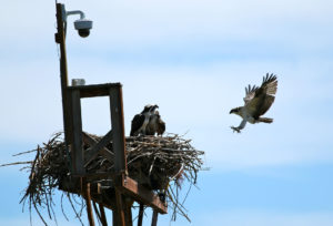 Osprey Fledge Returning to Nest