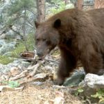 Trail Cam: Bear at Hall Ranch II