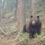 Trail Cam: Bear at Betasso Preserve