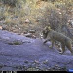 Trail Cam: Bobcat with Cottontail Rabbit at Hall Ranch