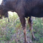 Trail Cam: Bull Moose at Caribou Ranch