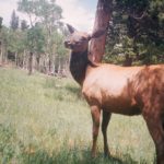 Trail Cam: Cow Elk at Caribou Ranch