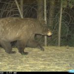 Trail Cam: Black Bear