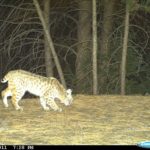 Trail Cam: Bobcat