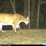 Trail Cam: Cougar