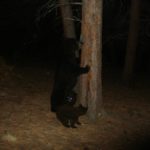 Trail Cam: Sow Bear and 2 Cubs at Reynolds Ranch