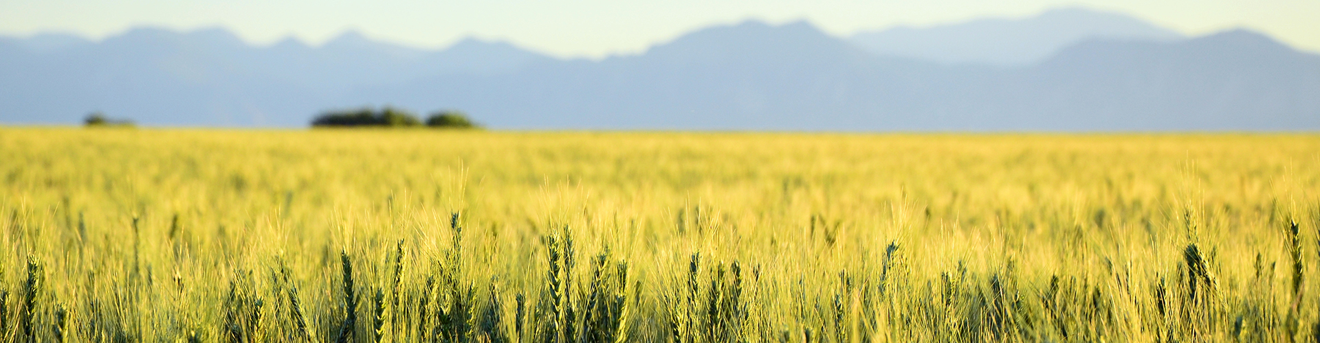 Wheat field closeup at Ludlow Ranch