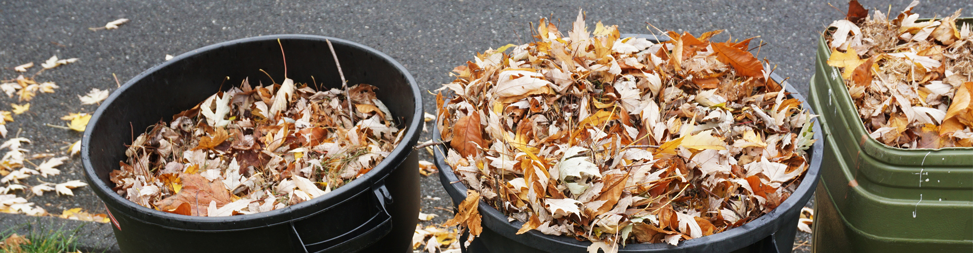 yard waste and leaves