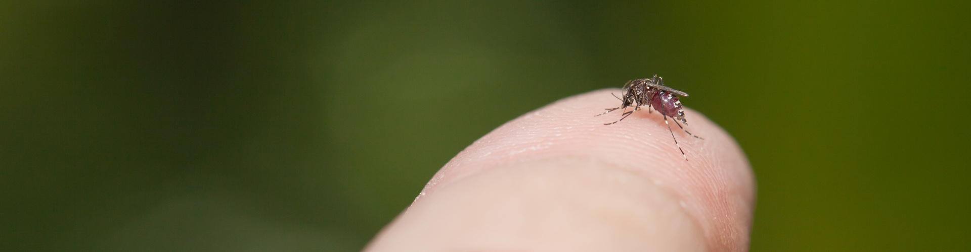 mosquito on a fingertip