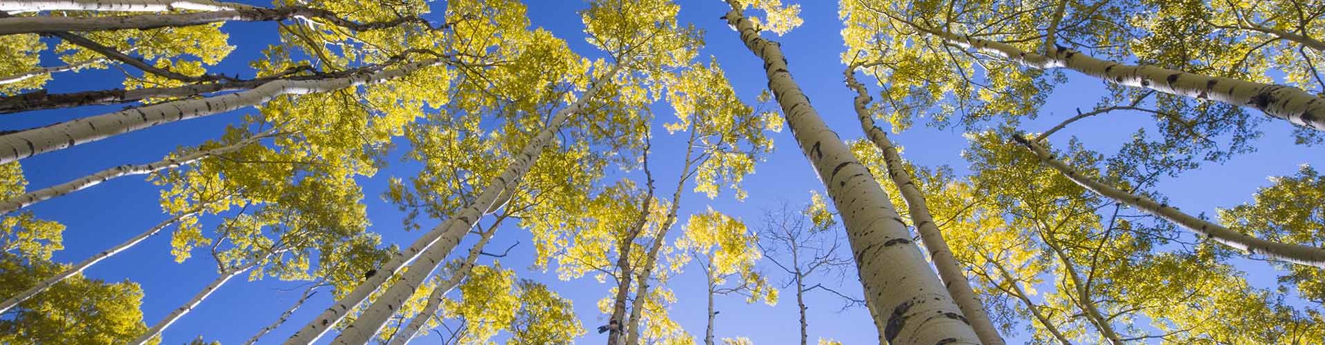aspen trees and clear sky