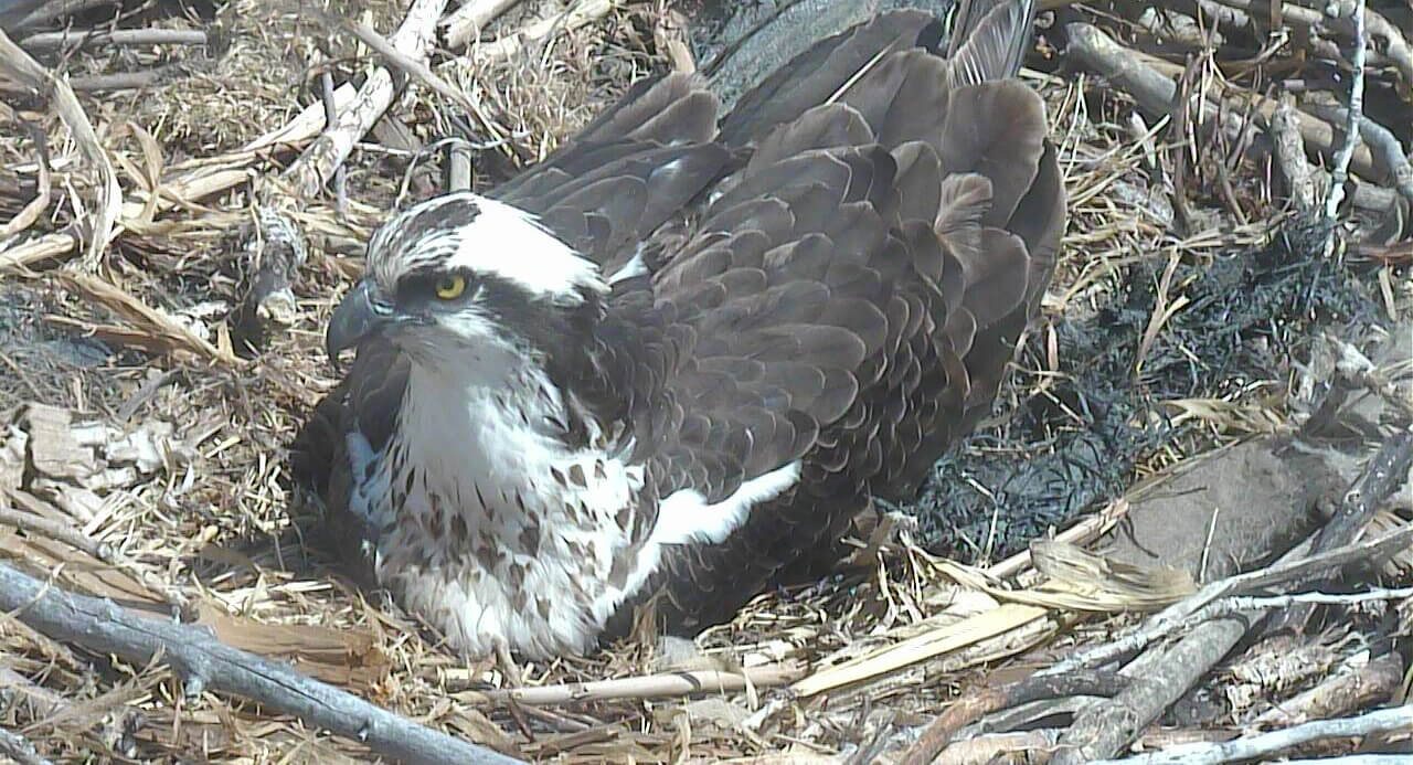 Female osprey in nest