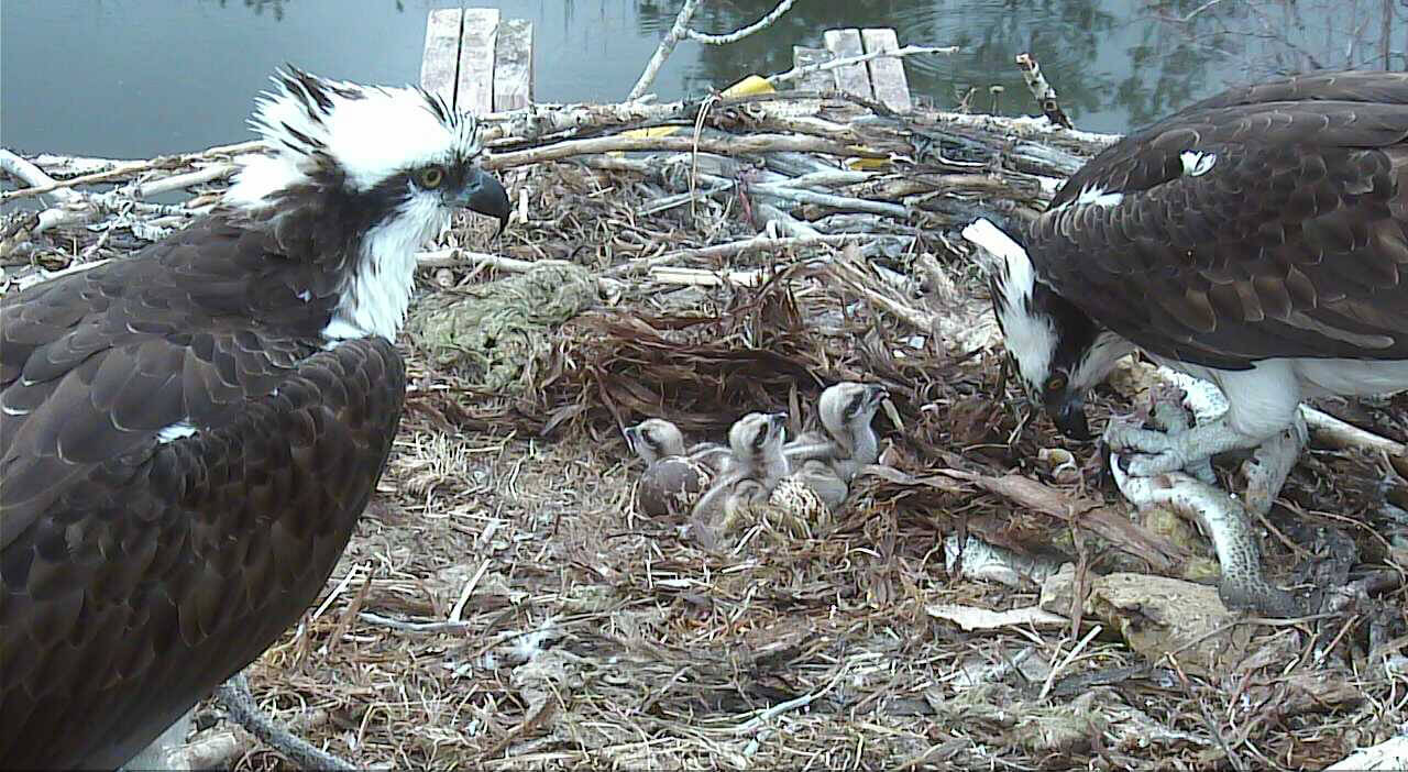 Osprey chicks and parents