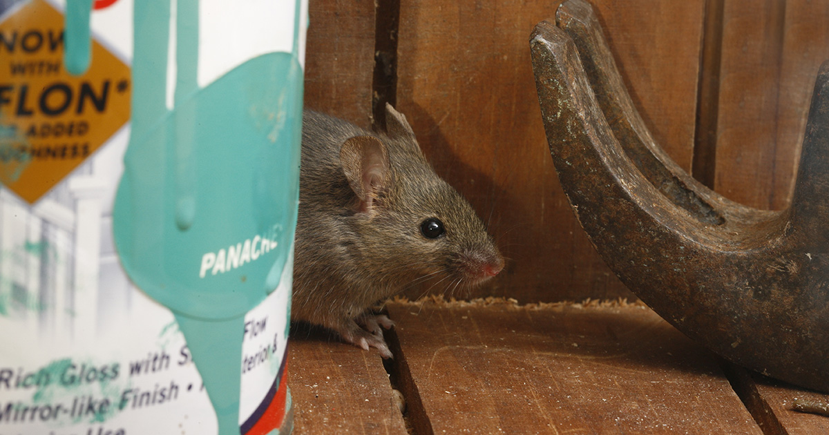 mouse in a shed