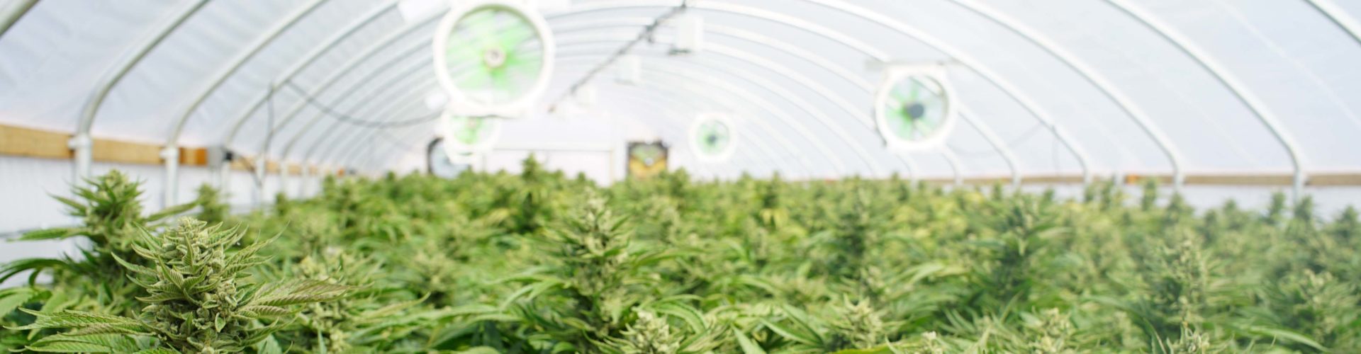 marijuana growing in a greenhouse