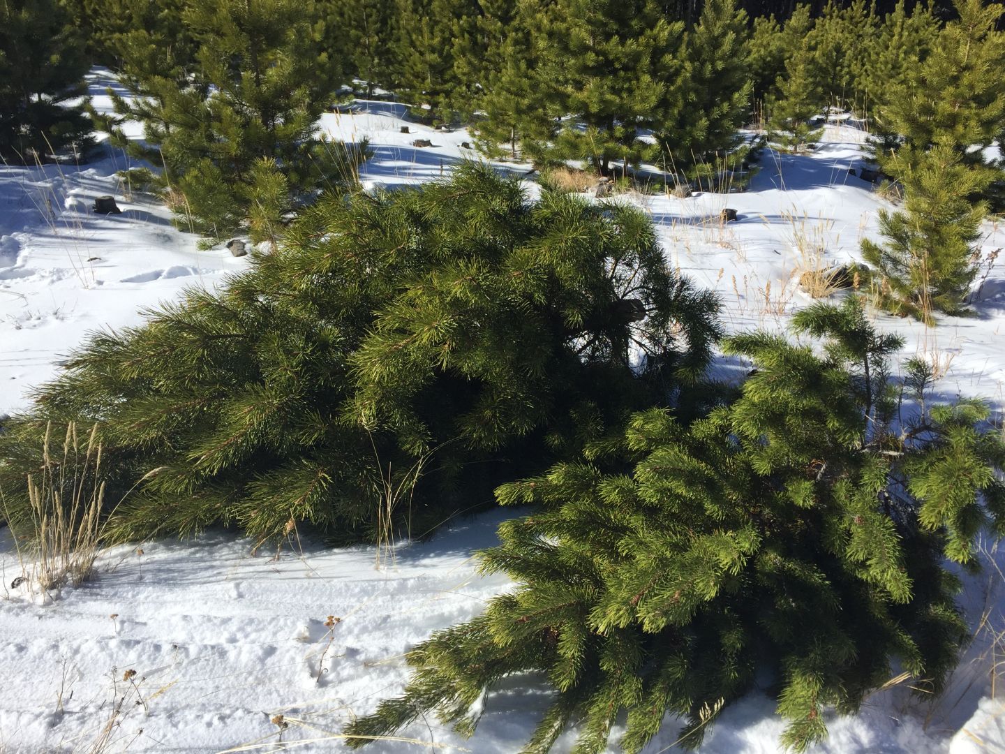 Two cut Christmas trees