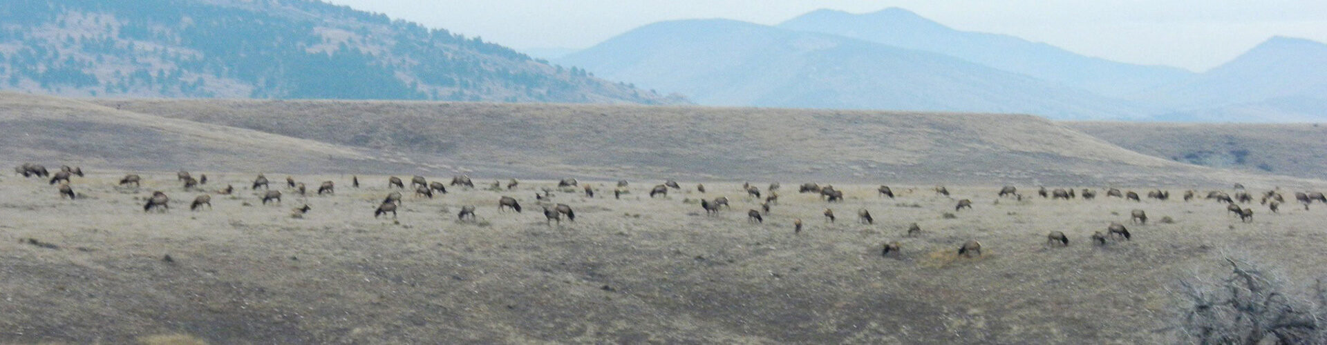 Red Hill Elk Herd