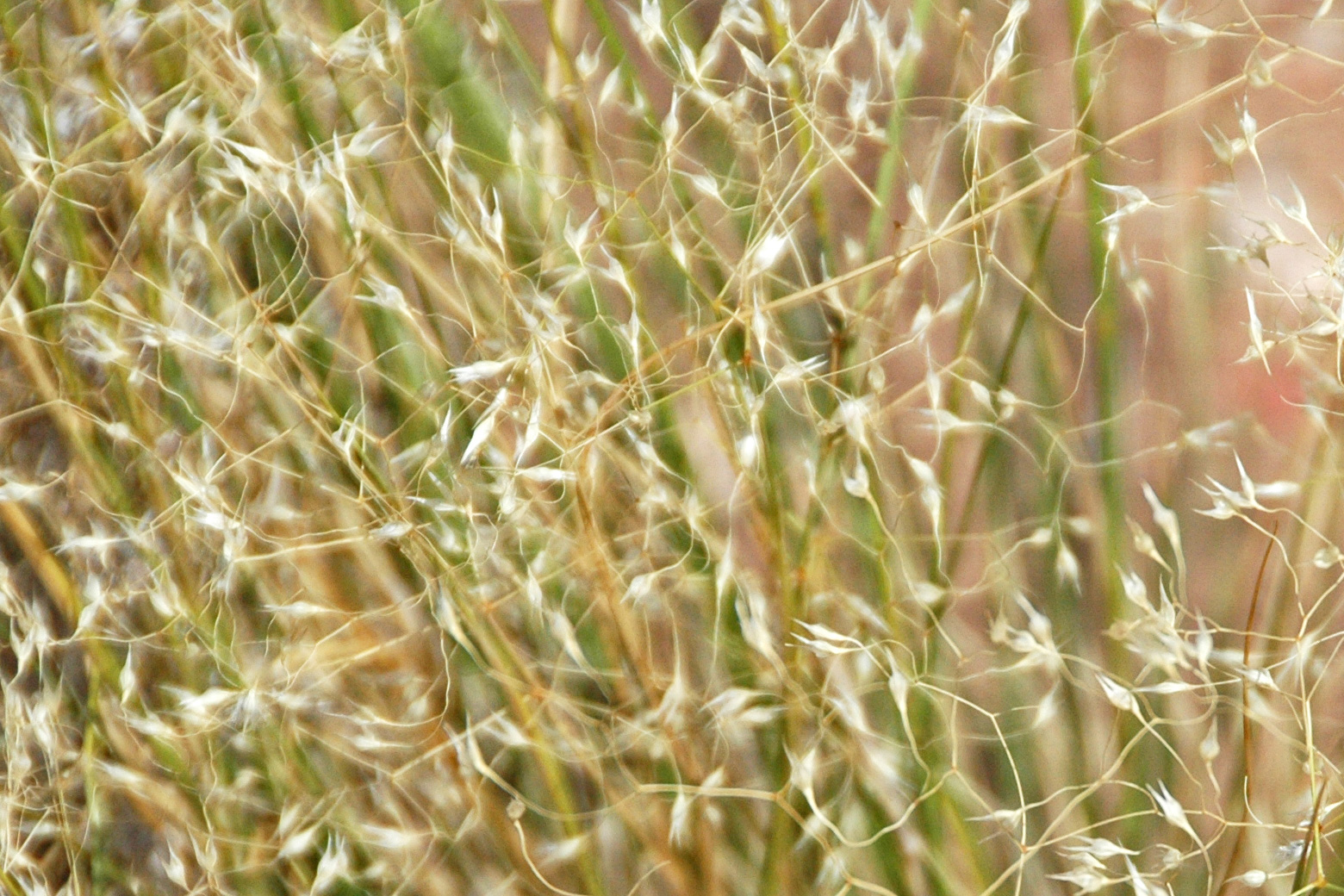 Indian Ricegrass Shale Barren Grassland
